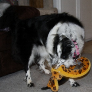 Abby wrestles a snake into submission.
