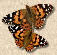 Raising butterflies in Mrs. Golinowski's grade three and four classroom. 